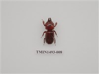 藏品(金龜科(三)及黑豔蟲科)的圖片